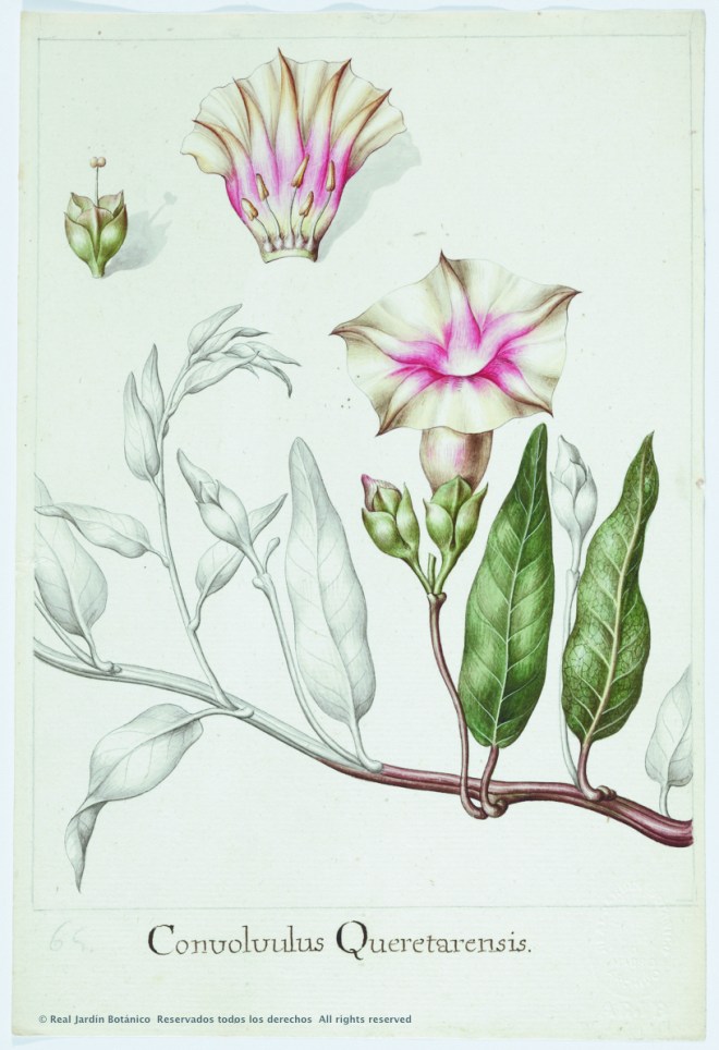 Convolvulus Queretarensis 