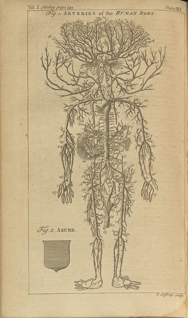 Plate XXI. Arteries of the human body